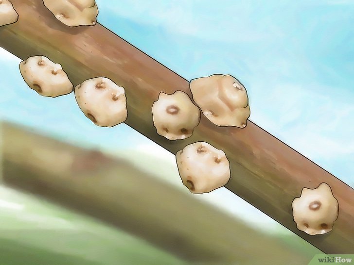 消灭介壳虫的四种方法 消灭介壳虫的四种方法