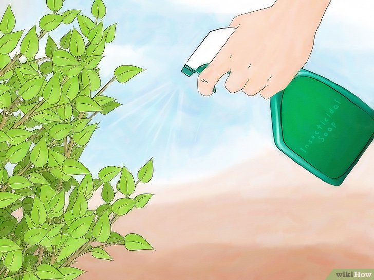 消灭介壳虫的四种方法 消灭介壳虫的四种方法