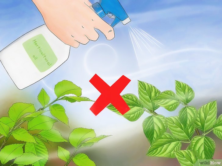 消灭介壳虫的四种方法 消灭介壳虫的四种方法