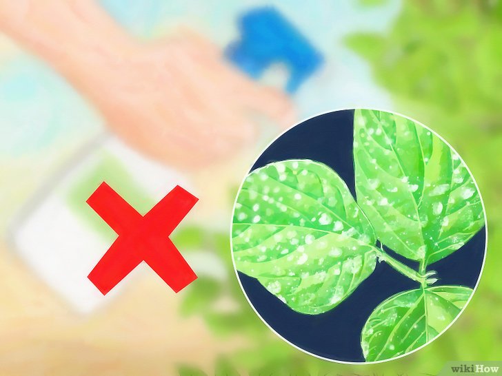 消灭介壳虫的四种方法 消灭介壳虫的四种方法