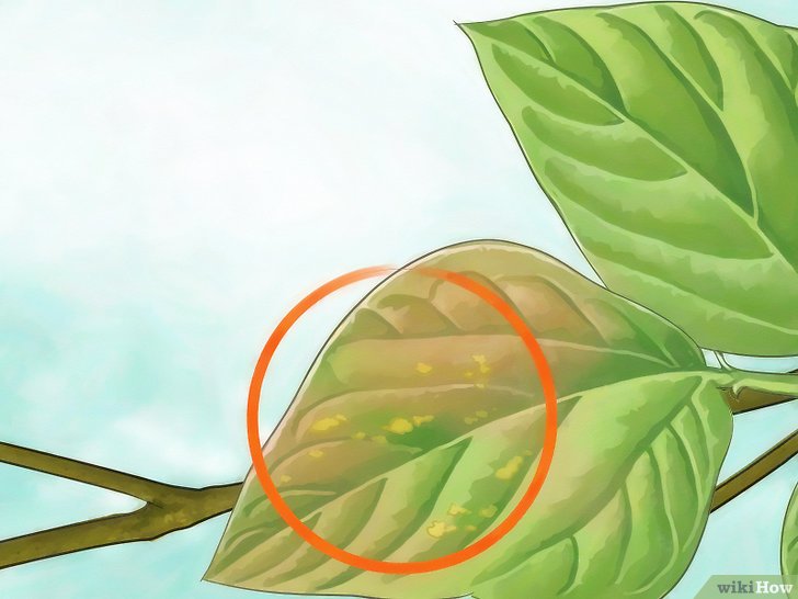 消灭介壳虫的四种方法 消灭介壳虫的四种方法