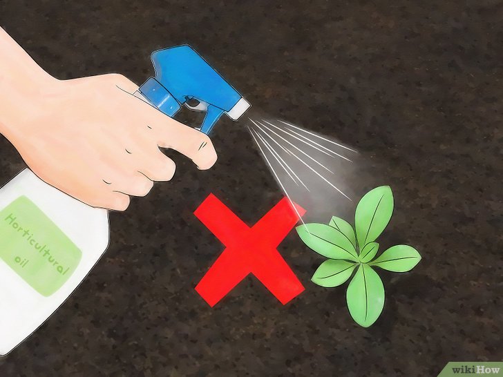 消灭介壳虫的四种方法 消灭介壳虫的四种方法