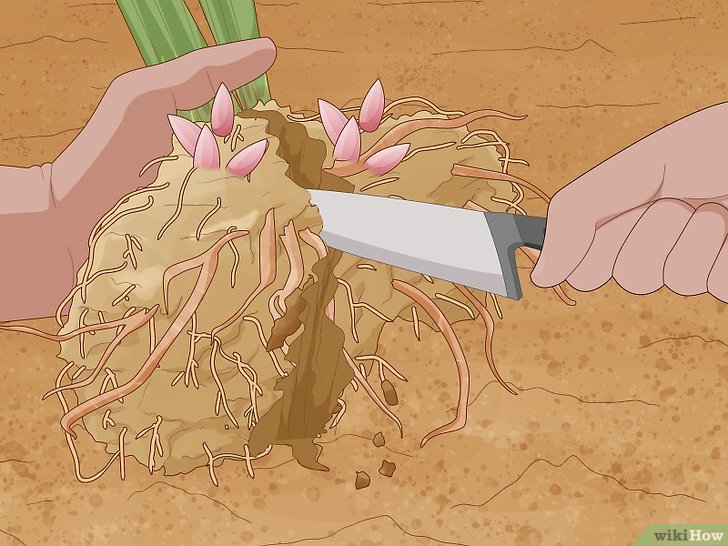 牡丹的种植方法及养护注意事项 牡丹的种植方法及养护注意事项