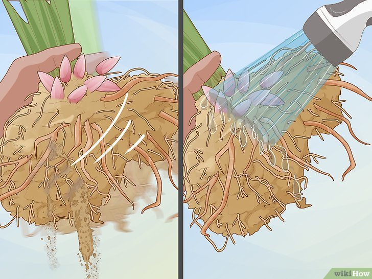 牡丹的种植方法及养护注意事项 牡丹的种植方法及养护注意事项
