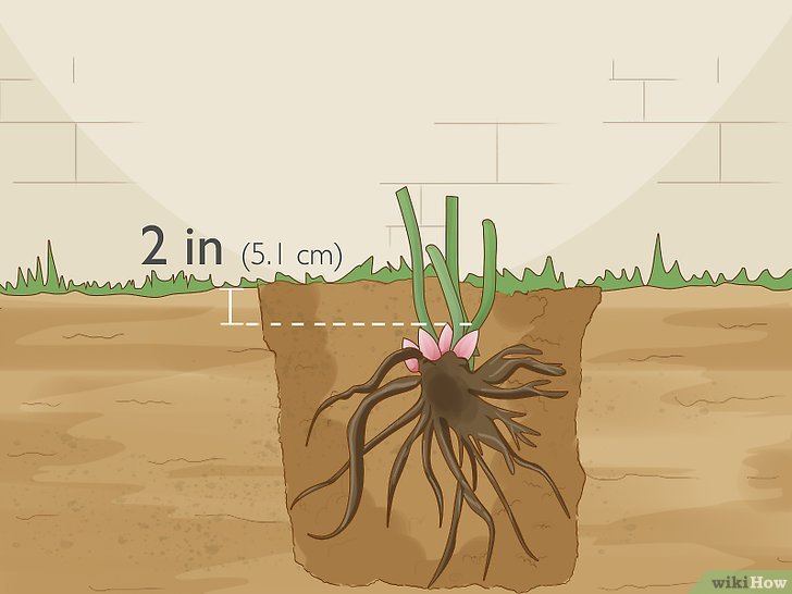 牡丹的种植方法及养护注意事项 牡丹的种植方法及养护注意事项