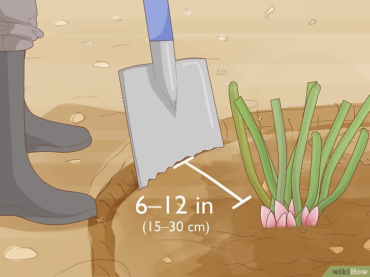 牡丹的种植方法及养护注意事项 牡丹的种植方法及养护注意事项
