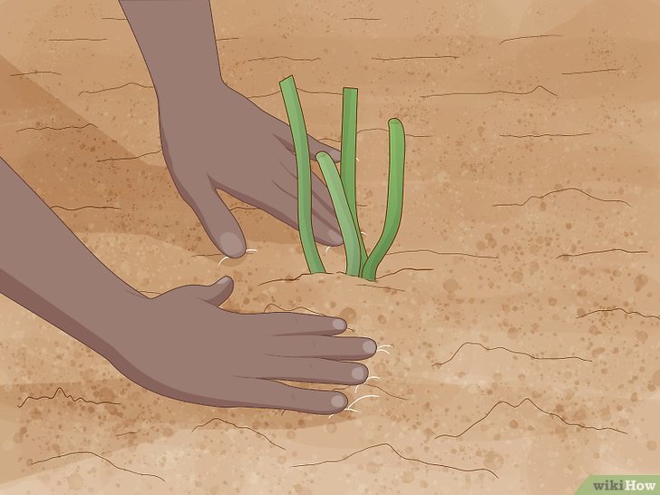 牡丹的种植方法及养护注意事项 牡丹的种植方法及养护注意事项