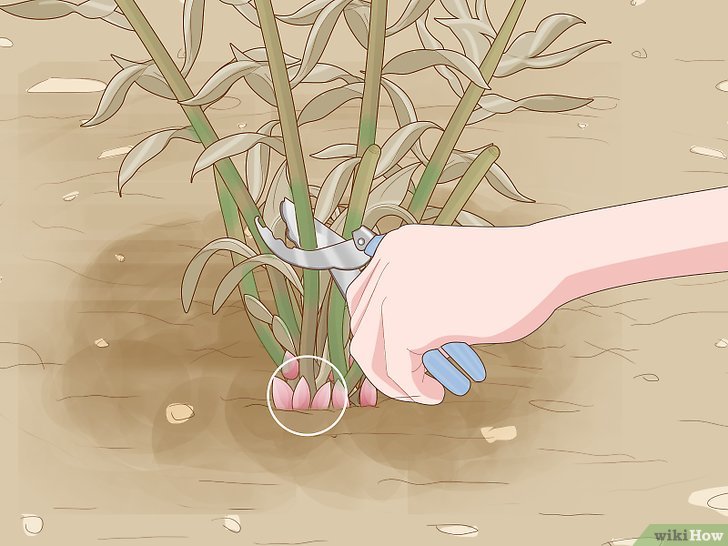 牡丹的种植方法及养护注意事项 牡丹的种植方法及养护注意事项
