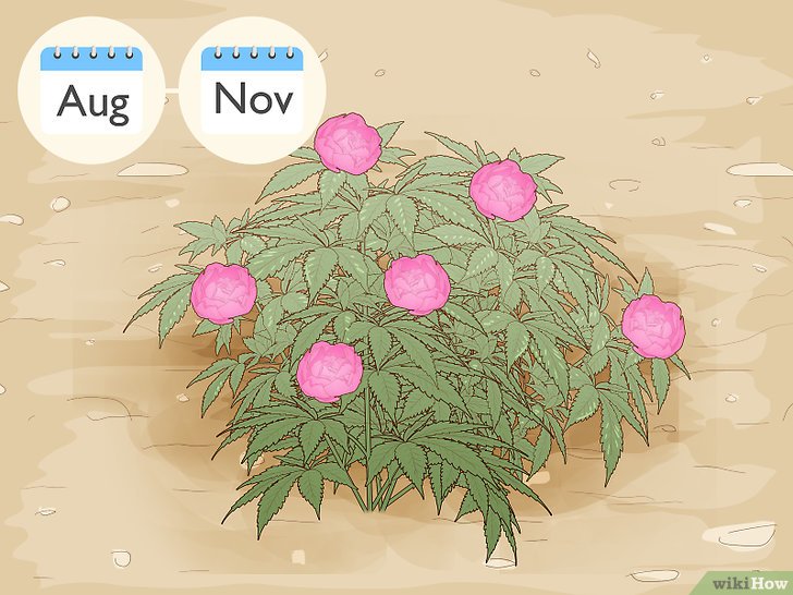 牡丹的种植方法及养护注意事项 牡丹的种植方法及养护注意事项