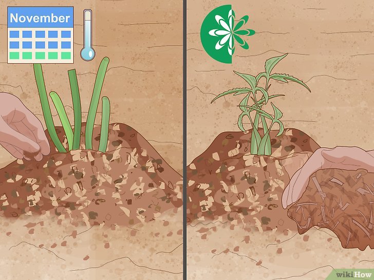 牡丹的种植方法及养护注意事项 牡丹的种植方法及养护注意事项