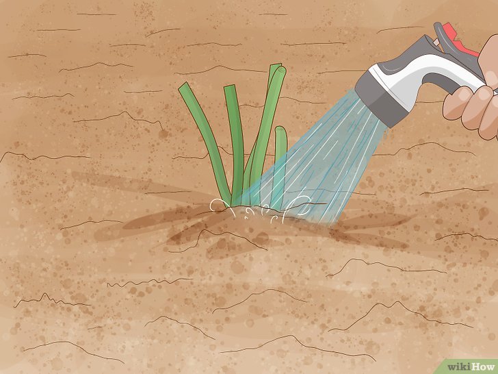 牡丹的种植方法及养护注意事项 牡丹的种植方法及养护注意事项