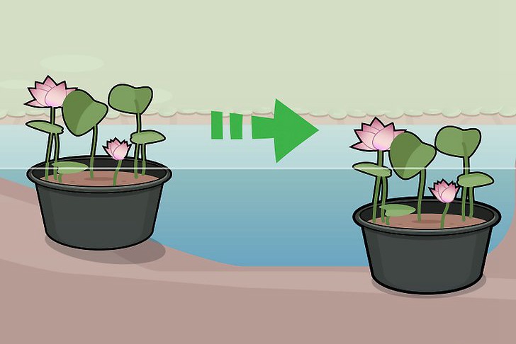 种植莲花的三种方法 种植莲花的三种方法