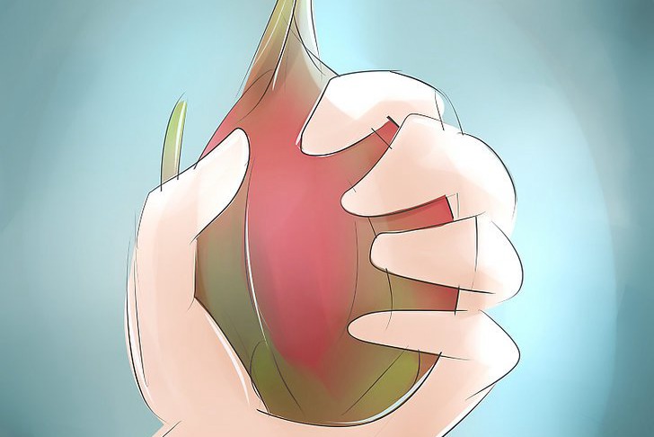 在家种植火龙果的方法和步骤 在家种植火龙果的方法和步骤