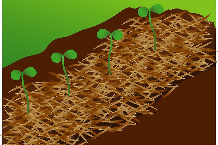花园种植西瓜的方法和步骤 花园种植西瓜的方法和步骤