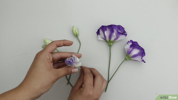 1629076226654437.jpg 制作干花的五种方法及详细步骤