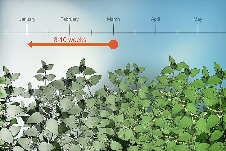 青椒种子的种植时间和种植方法 青椒种子的种植时间和种植方法
