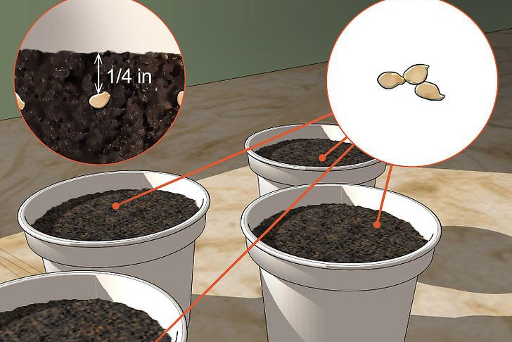 青椒种子的种植时间和种植方法 青椒种子的种植时间和种植方法