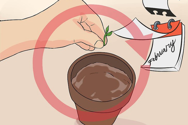 青椒种子的种植时间和种植方法 青椒种子的种植时间和种植方法