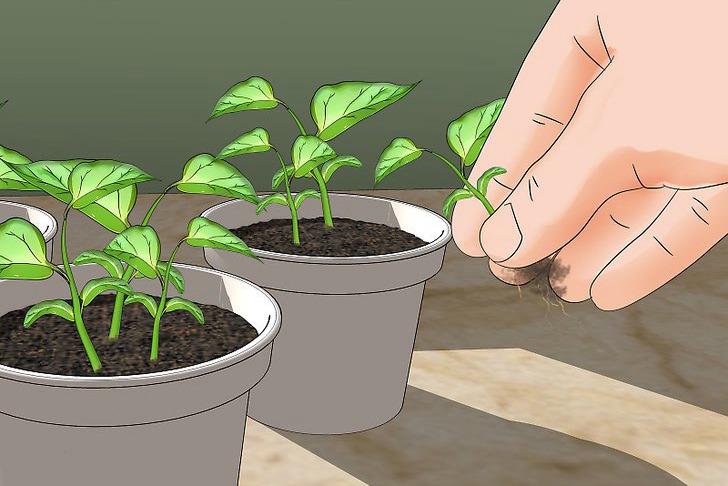 青椒种子的种植时间和种植方法 青椒种子的种植时间和种植方法