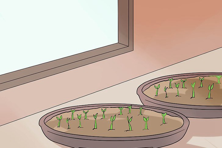 青椒种子的种植时间和种植方法 青椒种子的种植时间和种植方法