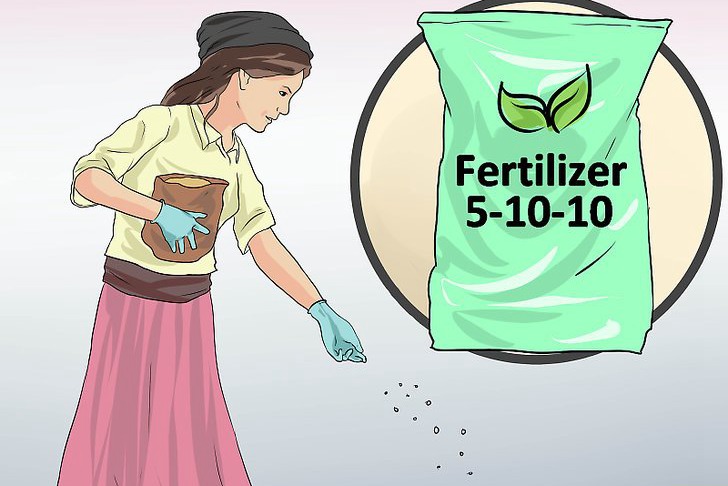 青椒种子的种植时间和种植方法 青椒种子的种植时间和种植方法
