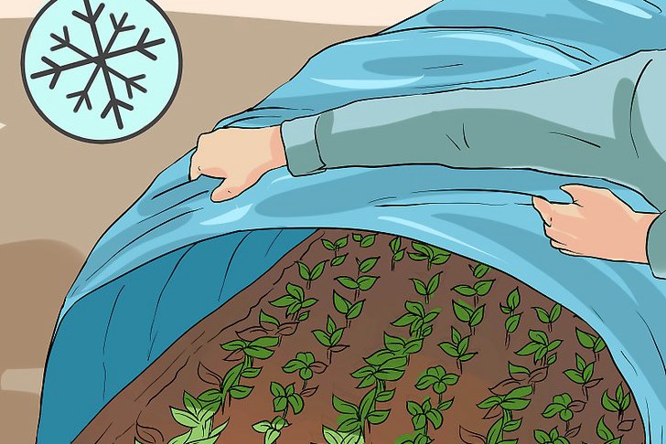 青椒种子的种植时间和种植方法 青椒种子的种植时间和种植方法