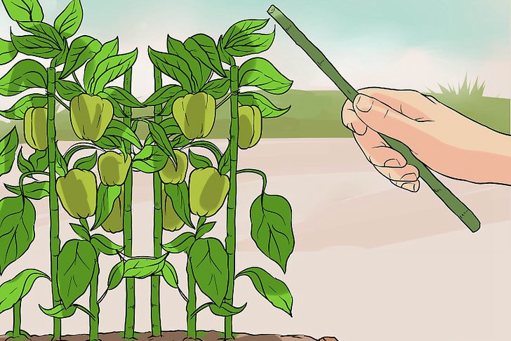 青椒种子的种植时间和种植方法 青椒种子的种植时间和种植方法