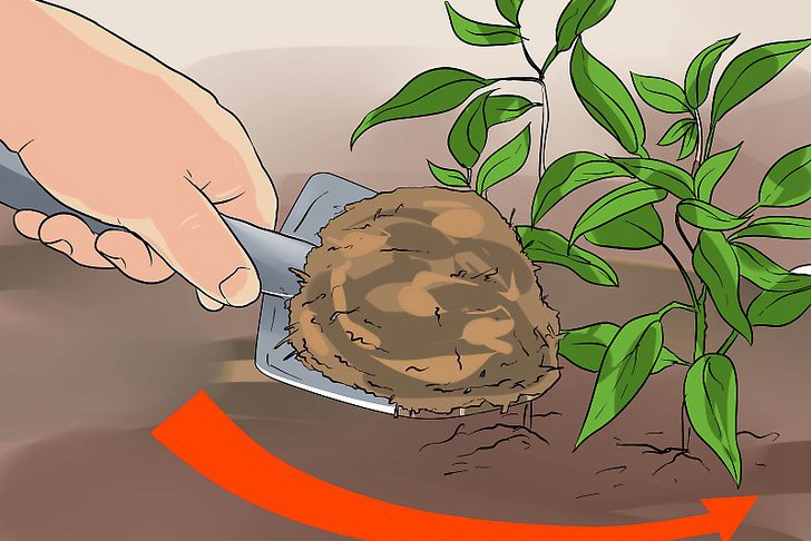 青椒种子的种植时间和种植方法 青椒种子的种植时间和种植方法