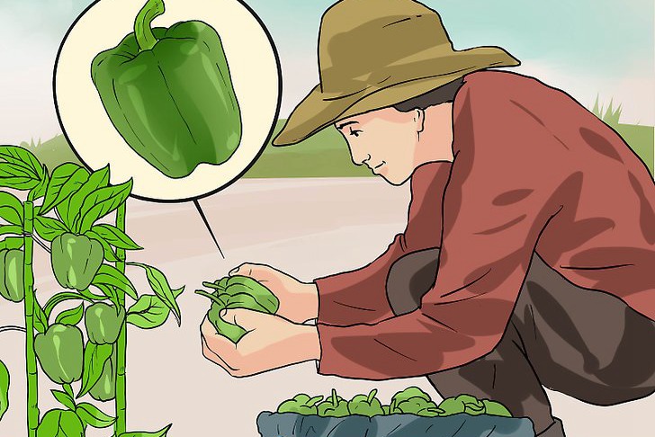 青椒种子的种植时间和种植方法 青椒种子的种植时间和种植方法