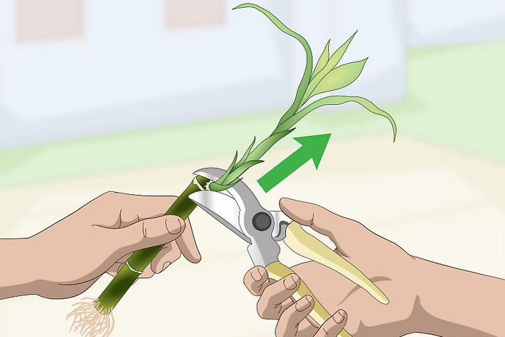 富贵竹的扦插繁殖方法(多图详解) 富贵竹的扦插繁殖方法(多图详解)