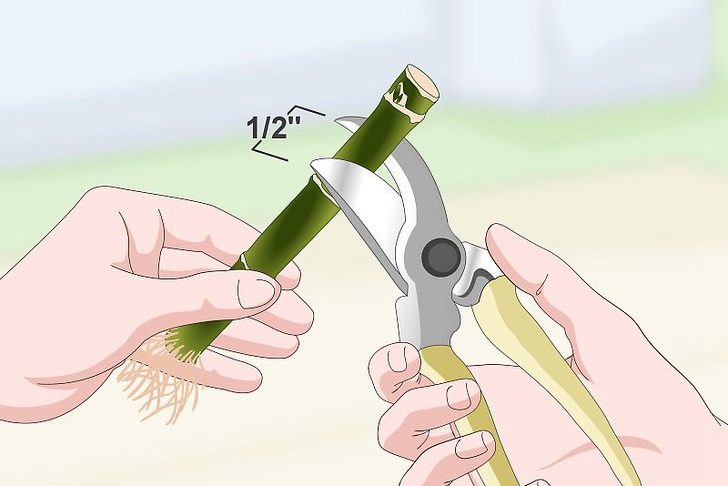 富贵竹的扦插繁殖方法(多图详解) 富贵竹的扦插繁殖方法(多图详解)