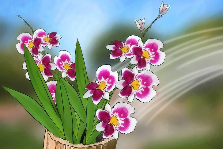 如何给兰花正确的浇水 如何给兰花正确的浇水