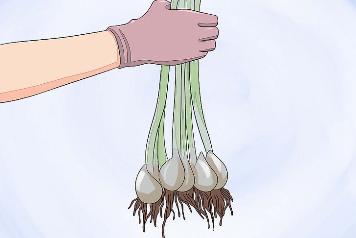 郁金香种球的种植方法及养护技巧 郁金香种球的种植方法及养护技巧