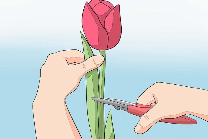 郁金香种球的种植方法及养护技巧 郁金香种球的种植方法及养护技巧