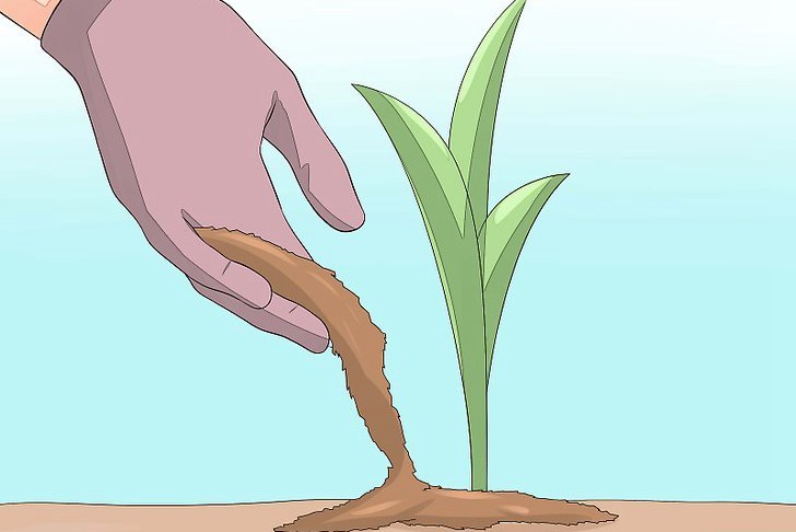 郁金香种球的种植方法及养护技巧 郁金香种球的种植方法及养护技巧
