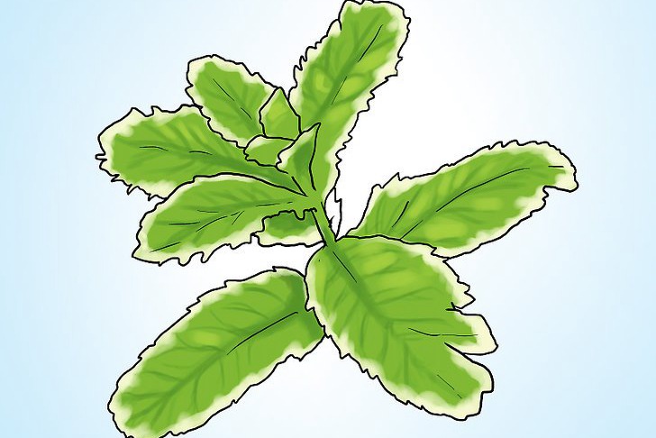 盆栽薄荷的种植方法及注意事项 盆栽薄荷的种植方法及注意事项