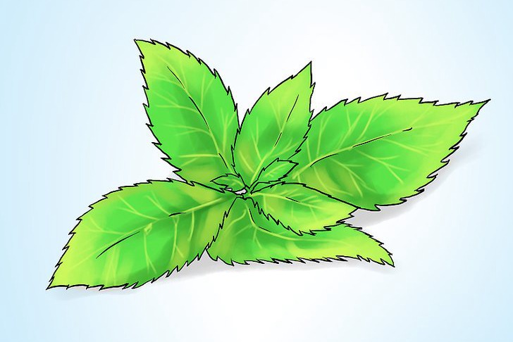 盆栽薄荷的种植方法及注意事项 盆栽薄荷的种植方法及注意事项