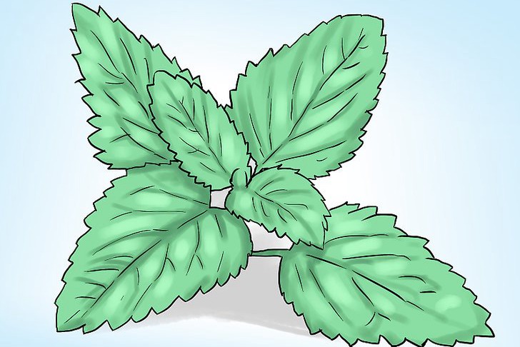 盆栽薄荷的种植方法及注意事项 盆栽薄荷的种植方法及注意事项