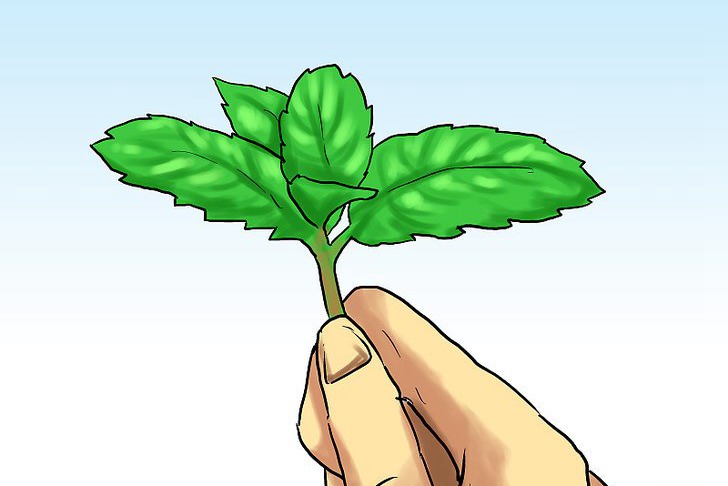 盆栽薄荷的种植方法及注意事项 盆栽薄荷的种植方法及注意事项