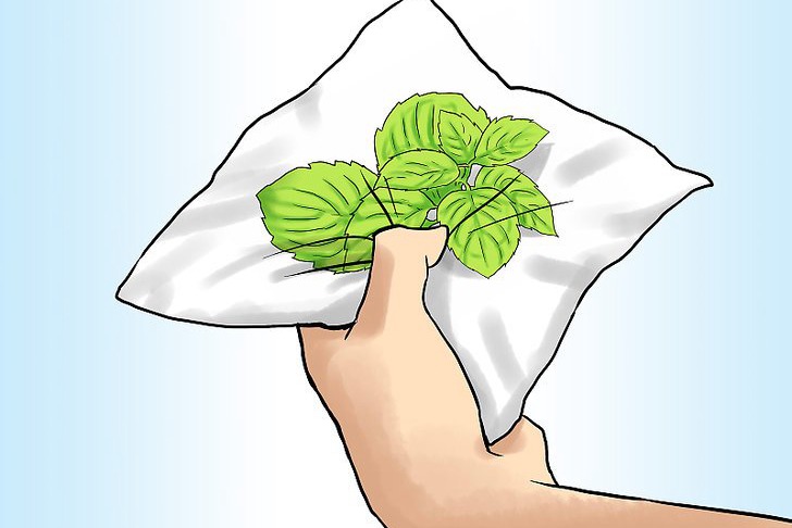 盆栽薄荷的种植方法及注意事项 盆栽薄荷的种植方法及注意事项