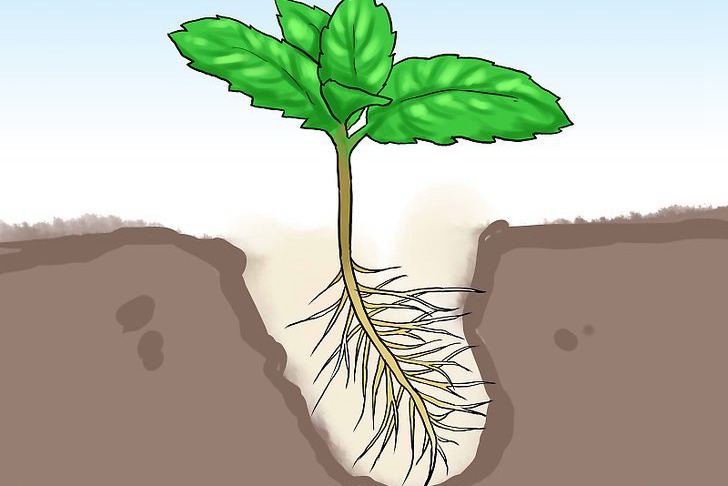 盆栽薄荷的种植方法及注意事项 盆栽薄荷的种植方法及注意事项