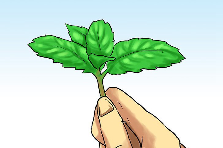 盆栽薄荷的种植方法及注意事项 盆栽薄荷的种植方法及注意事项
