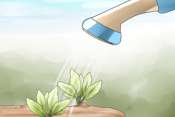 给花园植物浇水的最佳时间 给花园植物浇水的最佳时间
