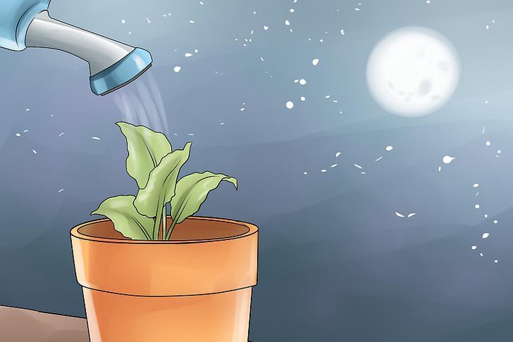给花园植物浇水的最佳时间 给花园植物浇水的最佳时间