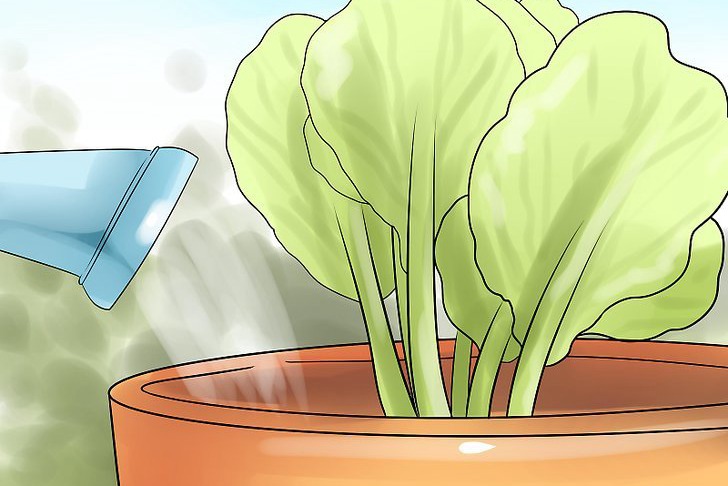 给花园植物浇水的最佳时间 给花园植物浇水的最佳时间