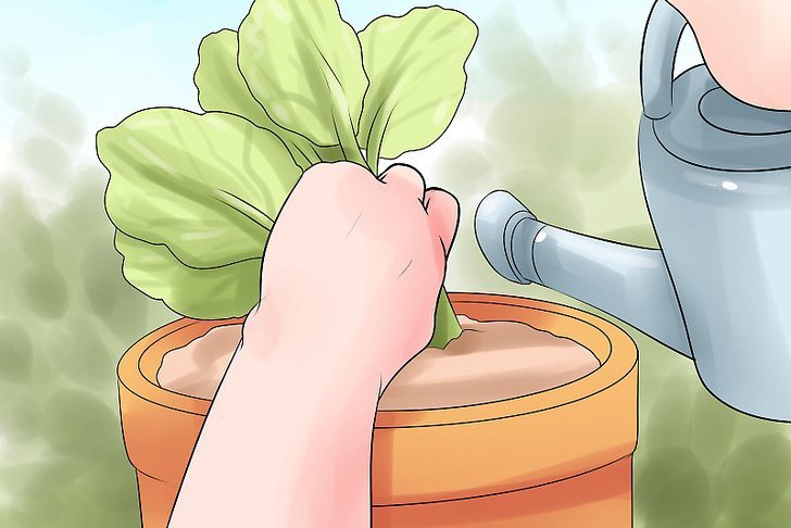 给花园植物浇水的最佳时间 给花园植物浇水的最佳时间