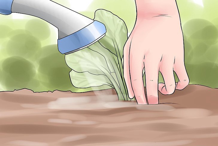 给花园植物浇水的最佳时间 给花园植物浇水的最佳时间