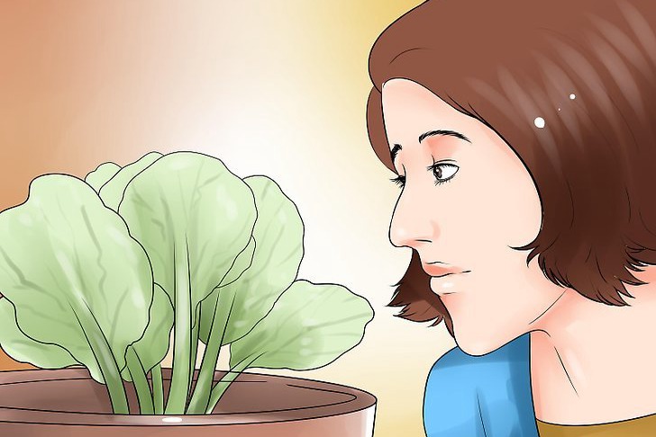 给花园植物浇水的最佳时间 给花园植物浇水的最佳时间
