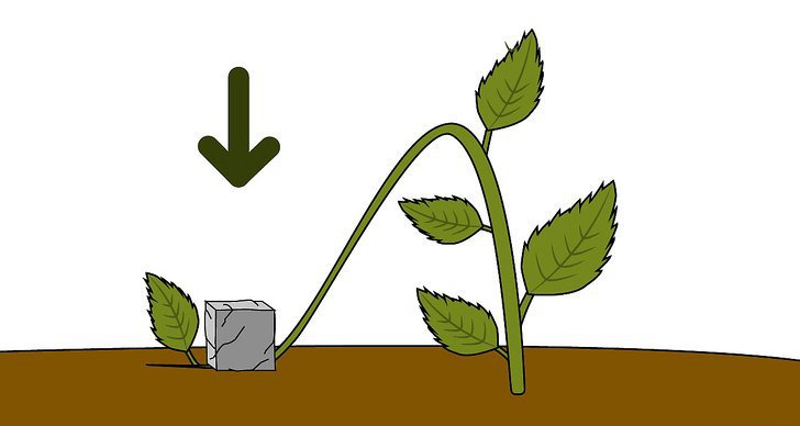 绣球花的四种繁殖方法(多图详解) 绣球花的四种繁殖方法(多图详解)
