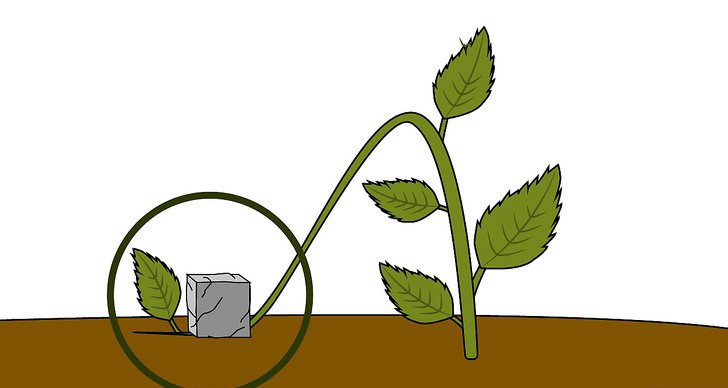绣球花的四种繁殖方法(多图详解) 绣球花的四种繁殖方法(多图详解)